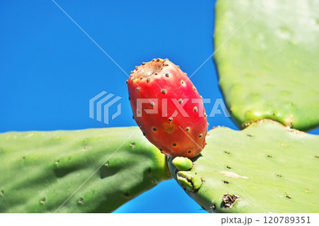 棘のある赤いウチワサボテンの実(秋、十一月) 棘のある赤いウチワサボテンの実(秋、十一月) 120789351