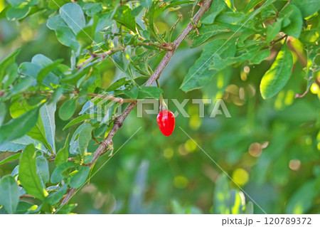 赤いクコの実(秋、十一月) 赤いクコの実(秋、十一月) 120789372