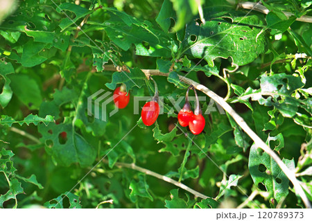 赤いクコの実(秋、十一月) 赤いクコの実(秋、十一月) 120789373