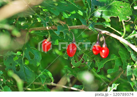 赤いクコの実(秋、十一月) 赤いクコの実(秋、十一月) 120789374