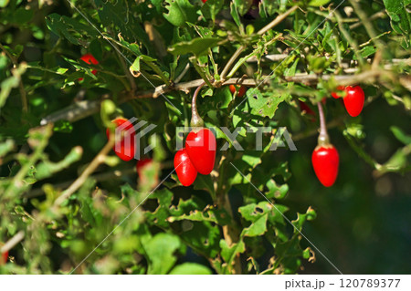 赤いクコの実(秋、十一月) 赤いクコの実(秋、十一月) 120789377