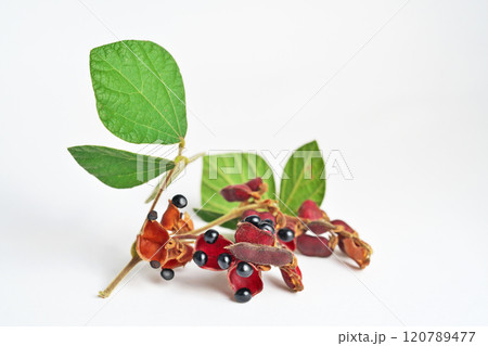 黒いタンキリマメの実(秋、十一月)(白バック) 黒いタンキリマメの実(秋、十一月)(白バック) 120789477