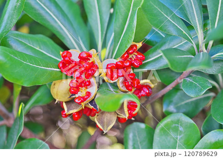 炸裂した赤いトベラの種子(実)(秋、十一月) 炸裂した赤いトベラの種子(実)(秋、十一月) 120789629