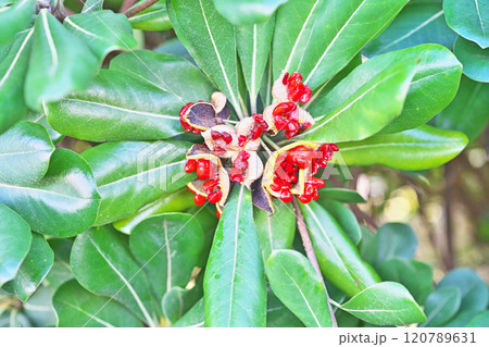 炸裂した赤いトベラの種子(実)(秋、十一月) 炸裂した赤いトベラの種子(実)(秋、十一月) 120789631