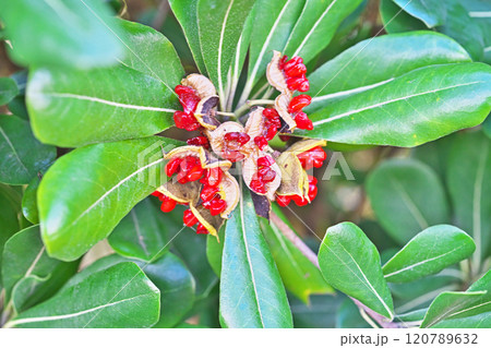 炸裂した赤いトベラの種子（実）（秋、十一月） 120789632