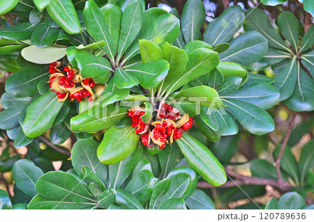 炸裂した赤いトベラの種子(実)(秋、十一月) 炸裂した赤いトベラの種子(実)(秋、十一月) 120789636