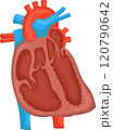 structure of the human heart. 120790642