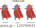 Three phases of the cardiac cycle. 120790643