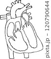 Line drawing of the structure of the heart and blood circulation. 120790644