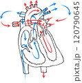 Drawing of the structure of the heart blood circulation. Arterial and venous blood. 120790645