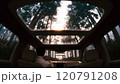 Traveling through the forest in a car with a panoramic roof. View from the car to the pine forest. Driving along the morning forest. Travel by jeep 120791208
