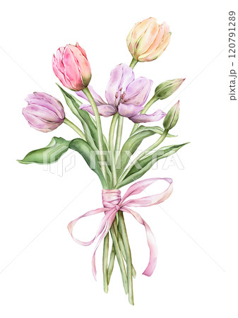 Bouquet of Pastel pink light violet yellow Tulips and open bud and bow watercolor illustration isolated. Hand drawn garden composition perennial bulbous flower for spring wedding design or card. Bouquet of Pastel pink light violet yellow Tulips and open bud and bow watercolor illustration isolated. Hand drawn garden composition perennial bulbous flower for spring wedding design or card. 120791289