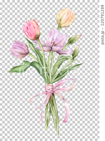 Bouquet of Pastel pink light violet yellow Tulips and open bud and bow watercolor illustration isolated. Hand drawn garden composition perennial bulbous flower for spring wedding design or card. Bouquet of Pastel pink light violet yellow Tulips and open bud and bow watercolor illustration isolated. Hand drawn garden composition perennial bulbous flower for spring wedding design or card. 120791289