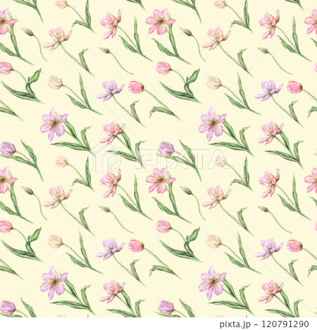 Seamless pattern of pastel pink light violet yellow bud Tulips watercolor illustration isolated on background. Hand drawn delicate spring perennial bulbous flower for spring wedding repeat design 120791290