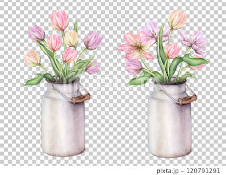 Pastel multi-colored set of bud bouquet Tulips in metal can watercolor illustration isolated on background. Hand drawn delicate perennial bulbous pink yellow purple flower for spring design or card. 120791291