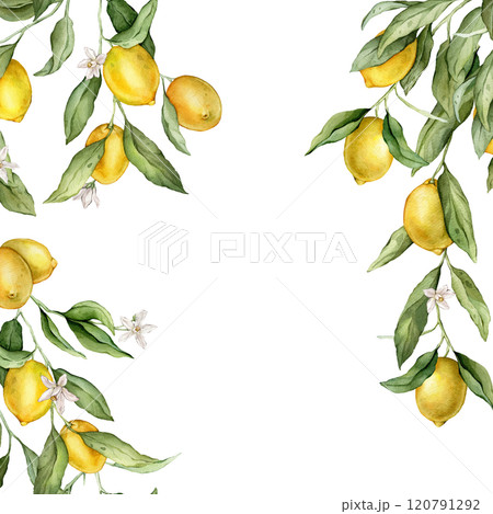 Lemon Fruits and white flower square Frame. Hand drawn watercolor illustration of Border with Citrus branches on white isolated background. Drawing with tropical fruit lemon for food cards design. 120791292
