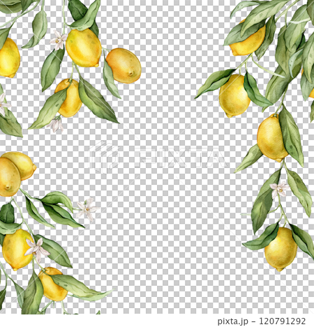 Lemon Fruits and white flower square Frame. Hand drawn watercolor illustration of Border with Citrus branches on white isolated background. Drawing with tropical fruit lemon for food cards design. 120791292