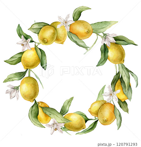 Lemon Fruits round Frame and white flowers. Hand drawn watercolor illustration of wreath with Citrus branches on white isolated background. Drawing with tropical fruit lemon for food cards design. 120791293