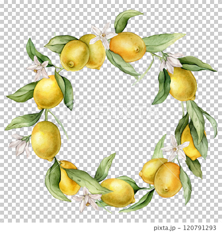 Lemon Fruits round Frame and white flowers. Hand drawn watercolor illustration of wreath with Citrus branches on white isolated background. Drawing with tropical fruit lemon for food cards design. 120791293