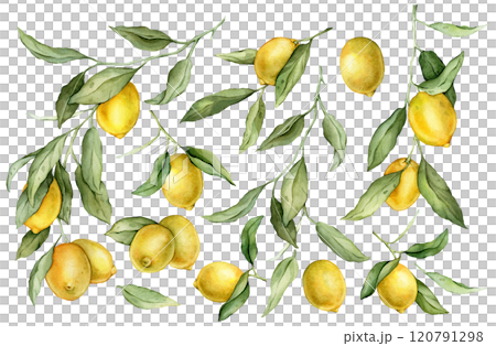 Set of Lemon Fruit and Branch. Hand drawn watercolor illustration of yellow tropical citrus Food on white isolated background. Drawing of lemon tree with green leaves. 120791298