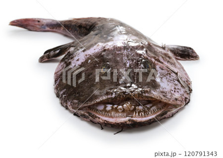 アンコウ 120791343