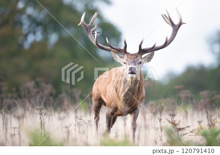 Impressive portrait of a dominant red deer stag during the rut in autumn 120791410