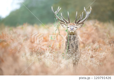 Portrait of a dominant red deer stag standing in bracken during the rut in autumn 120791426