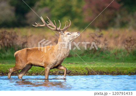 Red deer stag crossing the pond during rutting season in autumn Red deer stag crossing the pond during rutting season in autumn 120791433
