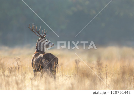 Young red deer stag standing in grass during the rut in autumn 120791442