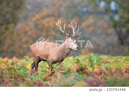 Red deer stag walking in ferns during the rut in autumn 120791446