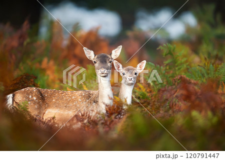 Portrait of a fallow deer female and her fawn standing in bracken in autumn 120791447