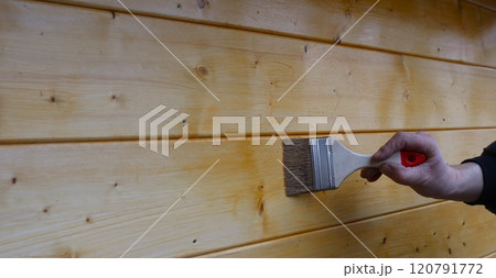 a hand in dark clothes with a brush varnishes a wooden plank surface of a wall of an outbuilding or barn, varnishing a wall made of light wooden boards 120791772