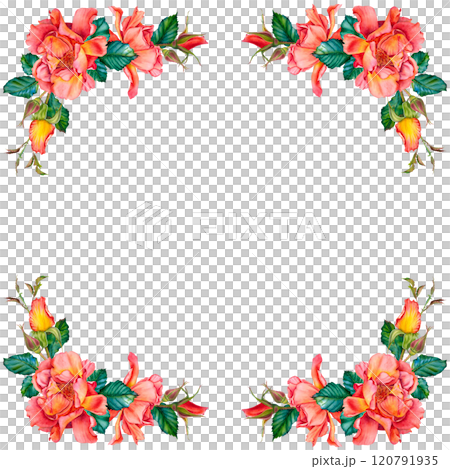 Corner arrangement of vibrant red-yellow roses, buds and leaves. Hand drawn watercolor illustration of flower frame on isolated background. Ready to adorn greetings, invitations, weddings, birthdays. Corner arrangement of vibrant red-yellow roses, buds and leaves. Hand drawn watercolor illustration of flower frame on isolated background. Ready to adorn greetings, invitations, weddings, birthdays. 120791935