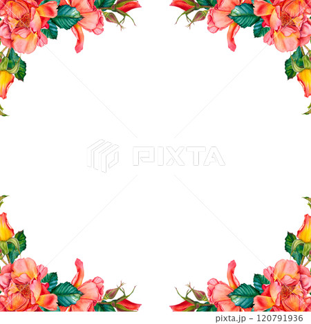 Red rose flowers bouquet with greenery. Vibrant watercolor floral illustration. Botanical, blooming frame on isolated background. Perfect for wedding invitation, stationary, greetings, fashion design. Red rose flowers bouquet with greenery. Vibrant watercolor floral illustration. Botanical, blooming frame on isolated background. Perfect for wedding invitation, stationary, greetings, fashion design. 120791936