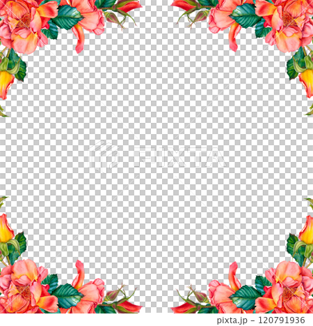 Red rose flowers bouquet with greenery. Vibrant watercolor floral illustration. Botanical, blooming frame on isolated background. Perfect for wedding invitation, stationary, greetings, fashion design. Red rose flowers bouquet with greenery. Vibrant watercolor floral illustration. Botanical, blooming frame on isolated background. Perfect for wedding invitation, stationary, greetings, fashion design. 120791936