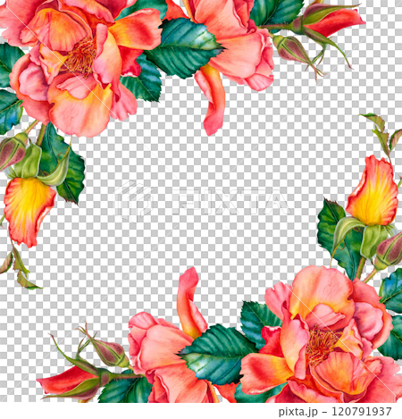 Blank for text with red-yellow roses, buds and leaves in the corner. Watercolor botanical illustration. Hand drawn flowers on Isolated background. Empty space for an inscription. Design for cards. Blank for text with red-yellow roses, buds and leaves in the corner. Watercolor botanical illustration. Hand drawn flowers on Isolated background. Empty space for an inscription. Design for cards. 120791937