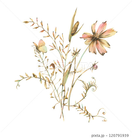 Field, meadow, wild flowers and herbs cosmos, bluegrass, mouse pea with a butterfly. Watercolor illustration hand-drawn in beige, brown and ocher colors. Bouquet isolated from the background. 120791939