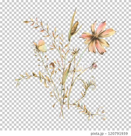 Field, meadow, wild flowers and herbs cosmos, bluegrass, mouse pea with a butterfly. Watercolor illustration hand-drawn in beige, brown and ocher colors. Bouquet isolated from the background. 120791939