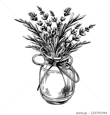 Flowers and leaves lavender bouquet in a glass jar with a bow rope. Graphic illustration line art hand drawn in black and white colors monochrome. Arrangement, composition, sublimation Flowers and leaves lavender bouquet in a glass jar with a bow rope. Graphic illustration line art hand drawn in black and white colors monochrome. Arrangement, composition, sublimation 120791944
