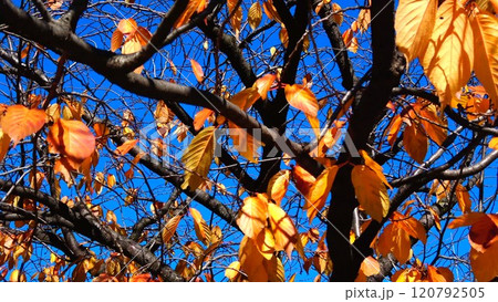 秋空に映える樹木の葉秋の終わりを告げる様、太陽に照らされて 120792505