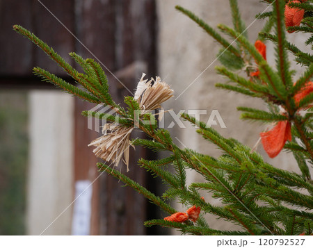 Christmas tree, decorated with straw and bows - traditional ornamentation style in Czech Republic Christmas tree, decorated with straw and bows - traditional ornamentation style in Czech Republic 120792527