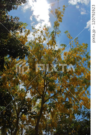 木 ツリー 樹 120792623