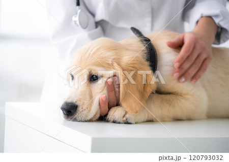 Cute young dog Cute young dog 120793032