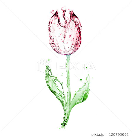 Colorful tulip made of water Colorful tulip made of water 120793092