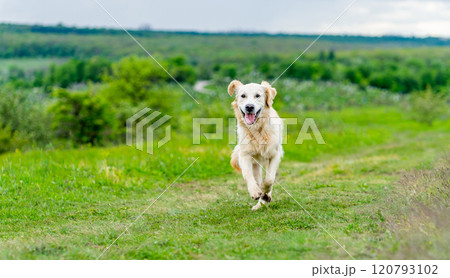 Happy dog running on spring nature Happy dog running on spring nature 120793102