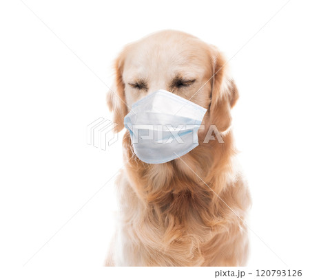 Golden retriever dog in protective mask Golden retriever dog in protective mask 120793126
