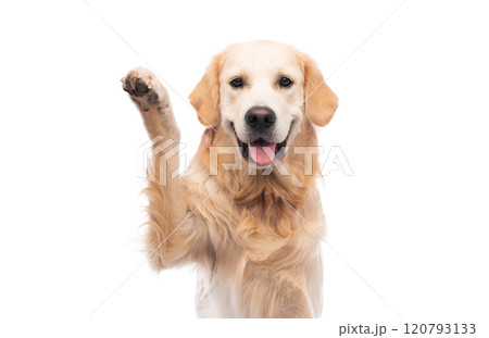 Golden retriever dog giving paw 120793133