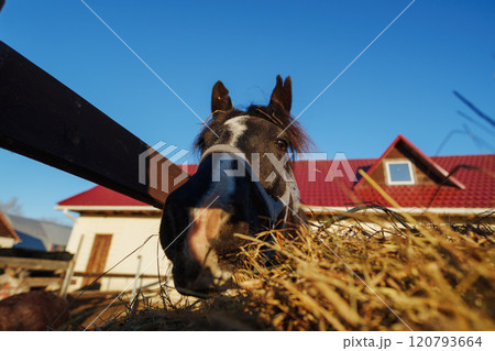 A curious horse enjoys fresh hay in the warm sunlight near a charming rural home on a clear day 120793664