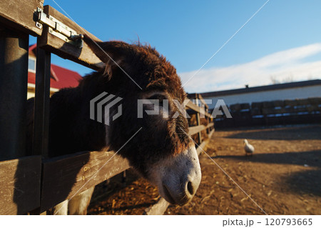 Donkey peeks over a wooden fence in the warm glow of the morning sun at a peaceful countryside farm Donkey peeks over a wooden fence in the warm glow of the morning sun at a peaceful countryside farm 120793665