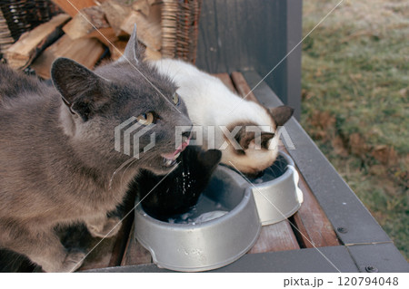 Feeding three homeless cats. Stray cats eating from bowl. Eating pets. Adorable stray cats on porch. Dining kitty. Fluffy animals. Hungry cats.  120794048
